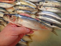 サッパの寿司　美味しいお寿司　出前