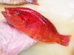 高級魚のアカササノハベラです。おまかせセットに入ります。