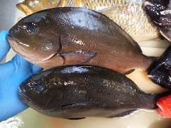 メジナの寿司　デリバリー