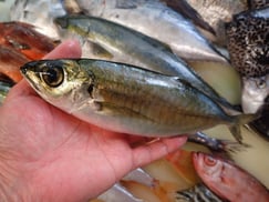 メアジの寿司　デリバリー