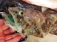 ケムシカジカの寿司　デリバリー