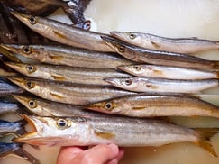 タイワンカマス　水カマスの寿司　美味しいお寿司　出前