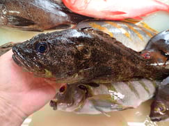 ムラソイの寿司　デリバリー