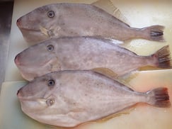 ウスバハギ　SDGs　寿司　出前