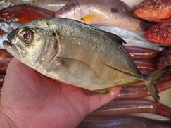 ギンガメアジの寿司　デリバリー