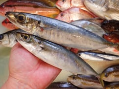 SDGs　ムロアジの寿司　美味しいお寿司　出前