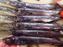 クロシビカマスの寿司　デリバリー