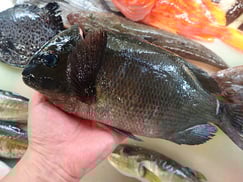 メジナの寿司　デリバリー