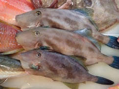 ウマヅラハギの寿司　デリバリー