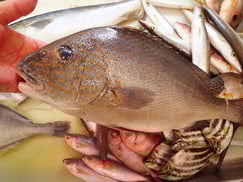 胡廬鯛の寿司　デリバリー