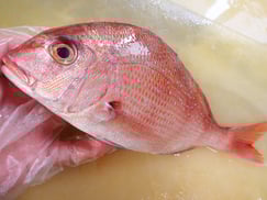 真鯛　大船渡　未利用魚