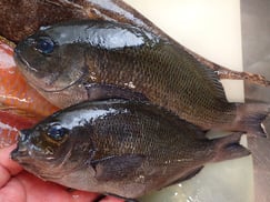 メジナの寿司　美味しいお寿司　出前