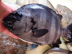 イシダイの寿司　デリバリー