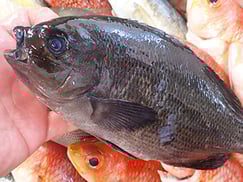 メジナの寿司　出前