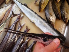 オキザヨリの寿司　デリバリー