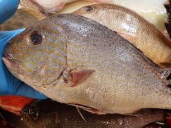 コロダイの寿司　デリバリー