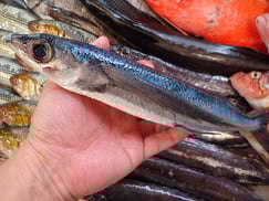 トビウオの寿司　出前