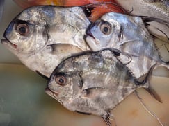 イトヒキアジの寿司　出前　デリバリー