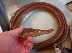 ダイナンウミヘビの寿司　デリバリー