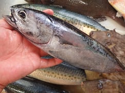 マルソウダガツオの寿司 デリバリー