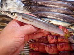 カマスの寿司　美味しいお寿司　出前