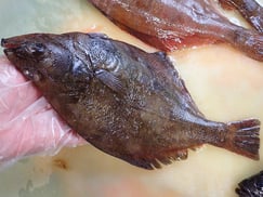 ソウハチガレイ　知床　羅臼　未利用魚