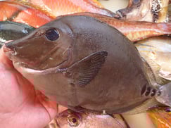 ニザダイの寿司　デリバリー