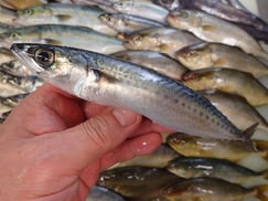 ゴマサバの寿司　デリバリー