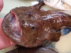 アンコウ の寿司　デリバリー