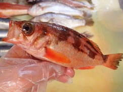 ウスメバル　大船渡　未利用魚