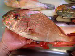 マダイの寿司　美味しいお寿司　出前