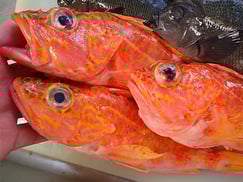 アヤメカサゴの寿司　デリバリー