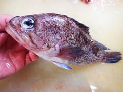 キツネメバル　大船渡　未利用魚