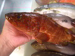 キジハタの寿司　デリバリー