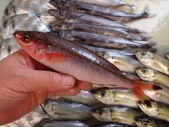 タカサゴの寿司　美味しいお寿司　出前