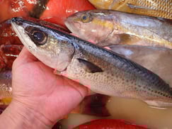 ゴマサバの寿司　デリバリー