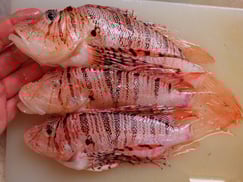 SDGs　未利用魚　ミノカサゴ