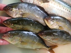 カンパチの寿司　デリバリー　出前