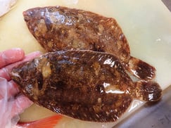 クロガシラガレイ　大船渡　未利用魚