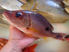 クロホシフエダイの寿司　デリバリー　出前