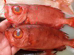 ホウセキキントキの寿司　デリバリー