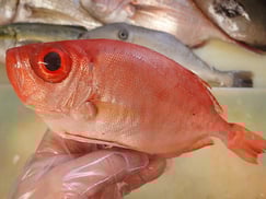 チカメキントキ　未利用魚