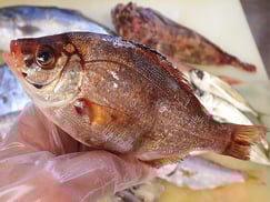 ウミタナゴ　大船渡　未利用魚