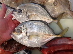 マルヒラアジの寿司　デリバリー