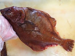 アカガレイ　羅臼　産地直送