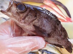 クロメバル　宮城県　未利用魚