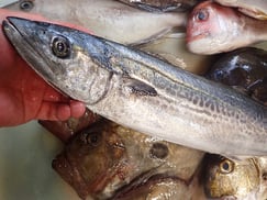 サワラの寿司　出前