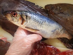 ニシン　知床　羅臼　未利用魚