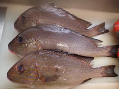 コロダイ　美味しいお寿司　出前