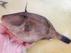 ウマヅラハギ　大船渡　未利用魚